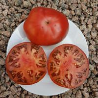 Dwarf Pierce's Pride